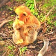 猴子的孕期多长时间（金丝猴的孕期有多久）