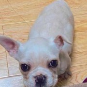 孕期尿多（法斗尿多怎么回事）