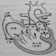 单心房单心室什么意思,胎儿单心室还能生存吗