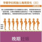 孕中期胎儿发育情况（孕中期胎儿发育情况）