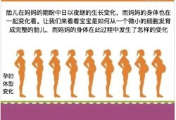 孕中期胎儿发育情况（孕中期胎儿发育情况）