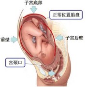 什么是胎盘向后,胎儿与胎盘的位置图片