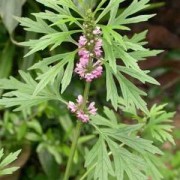 备孕期间能吃益母草吗（备孕期间能吃益母草吗?）