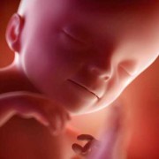 24周胎宝宝在肚子里的样子,怀孕24周胎儿真实图片欣赏