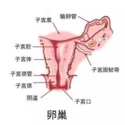 孕妇外阴肿大怎么办,