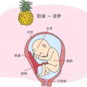 七月胎儿（七月胎儿有多大）