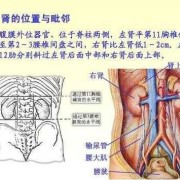 胎儿右肾较左肾体积明显缩小，对小孩有无影响,孕期右肾疼是怎么回事