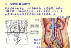 胎儿右肾较左肾体积明显缩小，对小孩有无影响,孕期右肾疼是怎么回事
