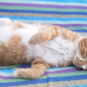 孕期睡姿图（猫咪怀孕为什么喜欢肚皮朝上躺着）