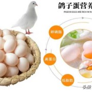 孕期吃鸽子蛋（鸽子蛋是什么）