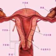 母猪的生殖器官包括哪些呢,胎儿生殖过程