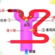 胎儿怎么排泄（毒物的排泄途径有哪些）