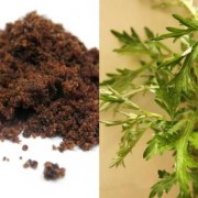孕期能吃艾（现在怀孕期间能不能喝呢，喝艾叶水有些什么好处啊）