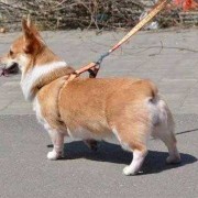 怀孕期间能不能养狗（怀孕可以养柯基吗）