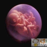 怀孕三个半月胎儿图（怀孕三个半月胎儿图）