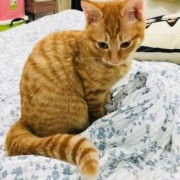 孕期能养猫吗（家里养猫适合怀孕吗）