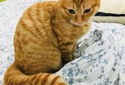 孕期能养猫吗（家里养猫适合怀孕吗）