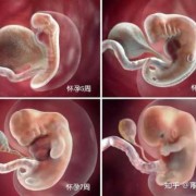 18周胎儿视频（怀孕18周胎心不好找是因为小孩在宫内到处跑吗）