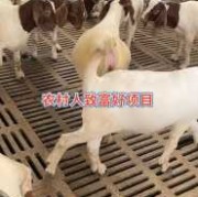 受孕期多久（波尔山羊怀孕期是多久）