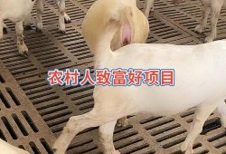 受孕期多久（波尔山羊怀孕期是多久）