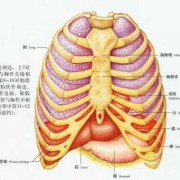 胎儿十二肋骨缺失原因（胎儿十二肋骨缺失原因有哪些）