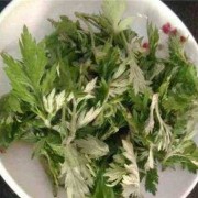 孕期可以吃艾草吗（孕期可以吃艾草吗冬天）