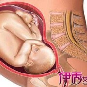 九个月胎儿有多大（九个月胎儿有多大图片）