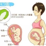 胎儿何时入盆（宝宝多少周入盆）