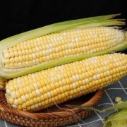 孕期吃玉米好吗（怀孕血糖高可以吃玉米吗）