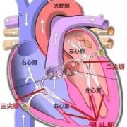 胎儿三尖瓣轻度返流孕妇要怎么办,胎儿三尖瓣少量返流会影响胎心吗