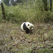 一甜相机怎么抠头熊猫头教学,孕妇吃甜食胎儿头大吗