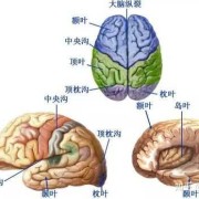 左脑跟右脑区别,胎儿胼胝体缺失是什么意思