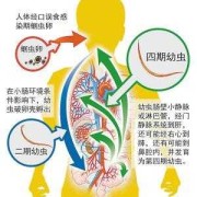 寄生虫对胎儿的影响（小孩长蛔虫的症状有哪些）