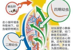 寄生虫对胎儿的影响（小孩长蛔虫的症状有哪些）