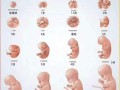 孕晚期胎儿头大三周正常吗,孕晚期胎儿一周长多少克正常