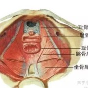 孕期阴道发紧（孕期阴道发紧）