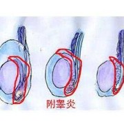 胎儿几个月睾丸下降（胎儿几个月睾丸下降至阴囊）