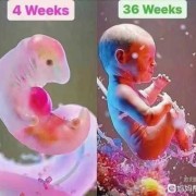 怀孕36周加4天能生宝宝吗,36周加3天胎儿图片大全