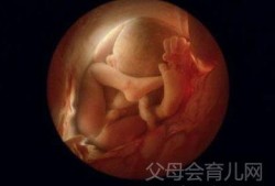 8个月胎儿（8个月胎儿有多重）