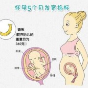 胎儿20周有多大（怀孕20周胎儿位置是在哪里了的啊？很想知道的）