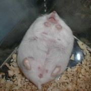 仓鼠怀孕期（仓鼠怀孕期是多久）