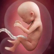 怀孕15周胎儿发育情况（怀孕15周胎儿发育情况图片）
