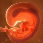 8周胚胎正常大小是怎样的,胎儿直径22mm是怀孕多久