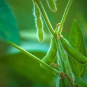 孕妇可以吃毛爪豆吗,孕期吃毛豆对胎儿好吗有影响吗