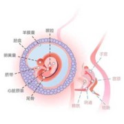 怀孕8周胎儿有多大（你好大夫，孕8周了胎儿头臀长2.2了，正常吗）