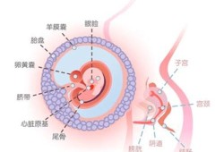 怀孕8周胎儿有多大（你好大夫，孕8周了胎儿头臀长2.2了，正常吗）