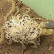 蝎子的孕期（蝎子是胎生的吗）