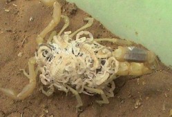 蝎子的孕期（蝎子是胎生的吗）