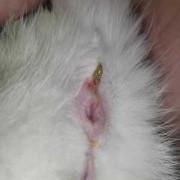 求助，刚发现家里的怀孕母猫屁股出血了，什么情况,孕期肛门出血怎么回事