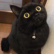 纯黑色的猫，代表什麽,孕期梦见黑猫是男孩女孩